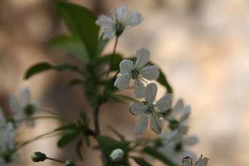 بهار دانشگاه 1399